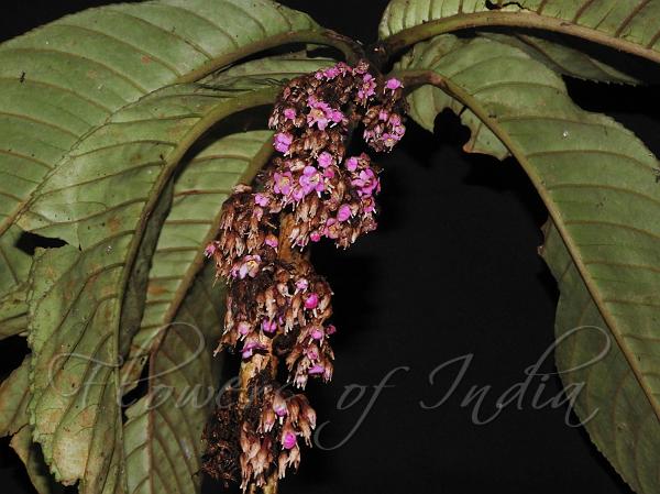 Small-Flowered Rhynchotechum